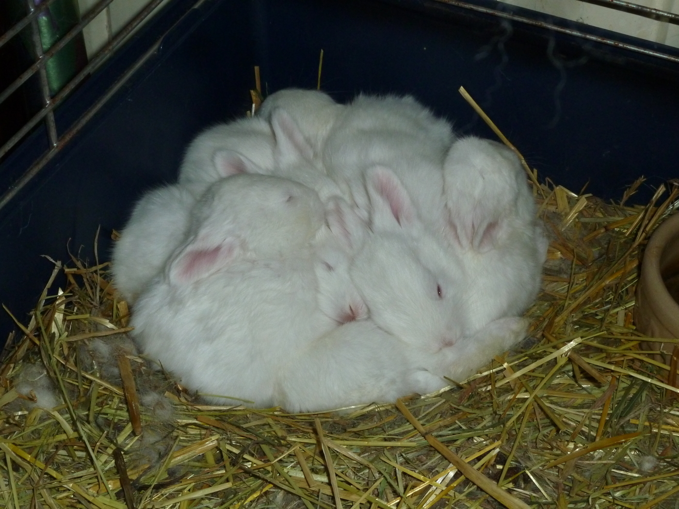hur mycket ska en kanin äta hur mycket ska en kanin äta